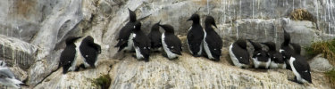 common murres